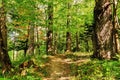 Path Road Way Pathway On Sunny Day In Summer Sunny Forest at Sunset or Sunrise. Nature Woods in Sunlight Royalty Free Stock Photo