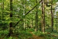 Path Road Way Pathway On Sunny Day In Summer Sunny Forest at Sunset or Sunrise. Nature Woods in Sunlight Royalty Free Stock Photo