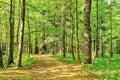 Path Road Way Pathway On Sunny Day In Summer Sunny Forest at Sunset or Sunrise. Nature Woods in Sunlight Royalty Free Stock Photo