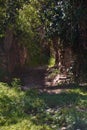 Path between rocks and vegetation