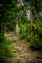 Path with root at the bavarian forest Royalty Free Stock Photo