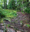 Path with roots of trees in forest