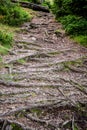 Path of roots in the woods