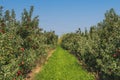 path between rows of apple trees at orchard Royalty Free Stock Photo