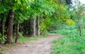 A path running through autumnal forest