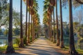 A path runs alongside a serene lake, bordered by a row of towering palm trees, Palm tree alley leading towards a shimmering lake