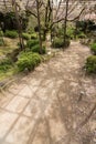 The path of sakura growing on the wooden. Royalty Free Stock Photo