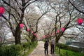 A path with sakura trees