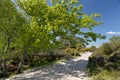 Path through sand dunes, Studland Nature Reserve