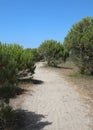 Path with sand in the middle of the maritime pines in a Mediterr Royalty Free Stock Photo
