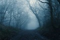 A path through a scary forest on a moody, dark, foggy, winters day Royalty Free Stock Photo