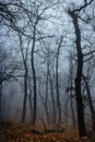 Path scenery in scary misty forest. Colorful landscape with foggy forest, orange foliage in fall. Fairy forest in autumn. Fall