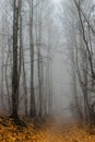 Path scenery in scary misty forest. Colorful landscape with foggy forest, orange foliage in fall. Fairy forest in autumn. Fall