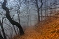 Path scenery in scary misty forest. Colorful landscape with foggy forest, orange foliage in fall. Fairy forest in autumn. Fall