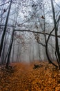 Path scenery in scary misty forest. Colorful landscape with foggy forest, orange foliage in fall. Fairy forest in autumn. Fall