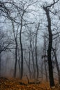 Path scenery in scary misty forest. Colorful landscape with foggy forest, orange foliage in fall. Fairy forest in autumn. Fall