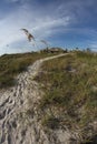 Sand path between sea oats at beach.