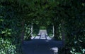 Path with several arches created by ivy Hedera helix, Magnoliophyta, Magnoliopsida that gives shade and forms a beautiful view