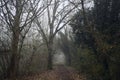 Path in the shade under arching trees Royalty Free Stock Photo