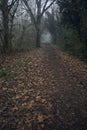 Path in the shade under arching trees Royalty Free Stock Photo