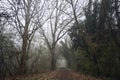 Path in the shade under arching trees Royalty Free Stock Photo