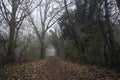 Path in the shade under arching trees Royalty Free Stock Photo