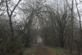 Path in the shade under arching trees Royalty Free Stock Photo