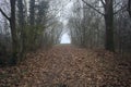 Path in the shade under arching trees Royalty Free Stock Photo