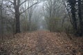 Path in the shade under arching trees Royalty Free Stock Photo