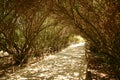 Path shaded by trees Royalty Free Stock Photo