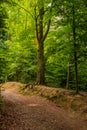 Path through the shady forest