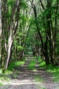 Path through shady summer forest