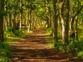 Path through shady woods in dappled sunlight