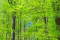 Path on slope of hill, beech trees trees with green leaves on branches in Slavkov thick dense foliage forest wood Royalty Free Stock Photo