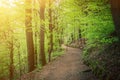 Path on slope of hill, beech trees trees with green leaves on branches in Slavkov thick dense foliage forest wood Royalty Free Stock Photo