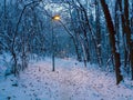 Path through the small forest in the winter Royalty Free Stock Photo