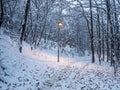 Path through the small snowy woods Royalty Free Stock Photo