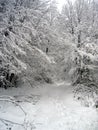 Path in snow