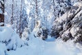 Path between snow-covered trees in a winter snow forest Royalty Free Stock Photo