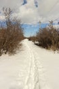 The path in the snow