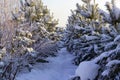 A path through the snow between the pines, a park for walking in the fresh air Royalty Free Stock Photo