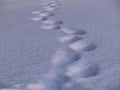 Traces of human steps on a smooth snowy surface. Footprints in the snow in perspective. Royalty Free Stock Photo