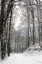 Path in a Snowy Beech Forest Royalty Free Stock Photo