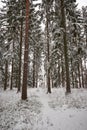 A path through a snowy forest in the winter Royalty Free Stock Photo