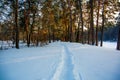 The path in the snowy forest Royalty Free Stock Photo