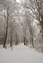 A path through a snowy forest in the winter Royalty Free Stock Photo