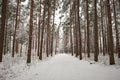 A path through a snowy forest in the winter Royalty Free Stock Photo