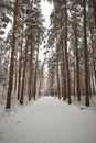 A path through a snowy forest in the winter Royalty Free Stock Photo