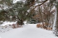path through a snowy forrest in winter Royalty Free Stock Photo