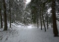 Path in a snowy spurce forest Royalty Free Stock Photo